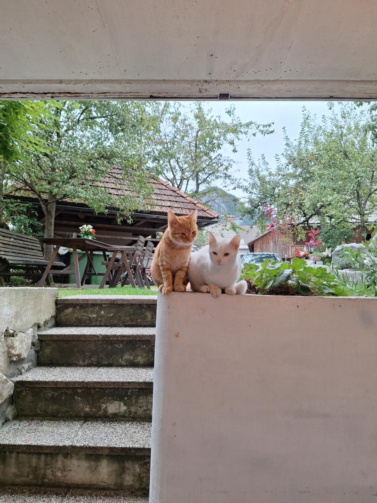 Apartmaji Marinka Hodnik Bohinj Buitenkant foto